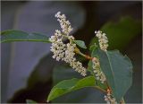 Reynoutria sachalinensis. Верхушка побега с соцветиями. Московская обл., Раменский р-н, окр. дер. Хрипань, садовый участок. 21.09.2024.