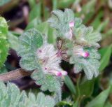 Lamium amplexicaule