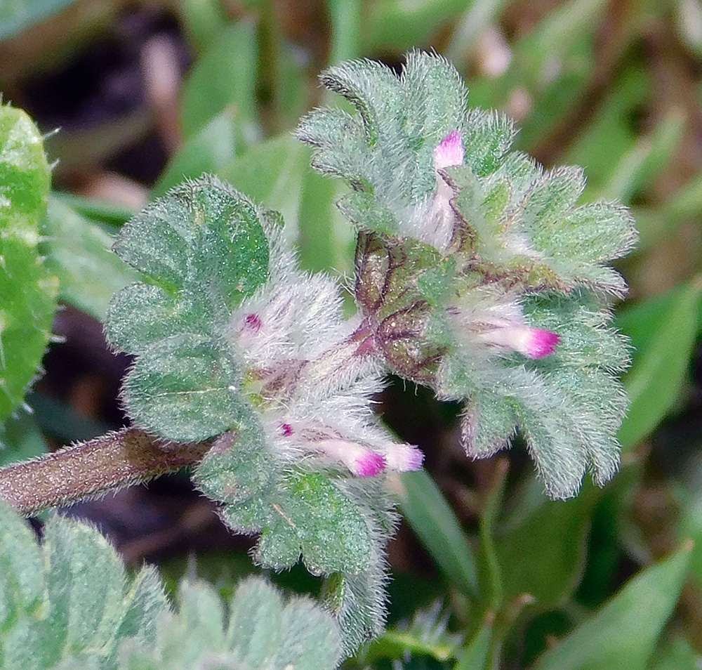 Изображение особи Lamium amplexicaule.