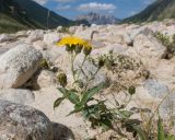 familia Asteraceae. Цветущее растение. Кабардино-Балкария, Черекский р-н, дол. р. Псыгансу, ≈ 2400 м н.у.м., донная морена. 30.07.2024.