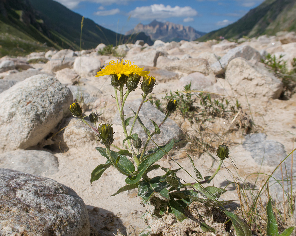 Изображение особи семейство Asteraceae.