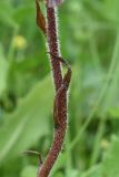 Orobanche owerinii