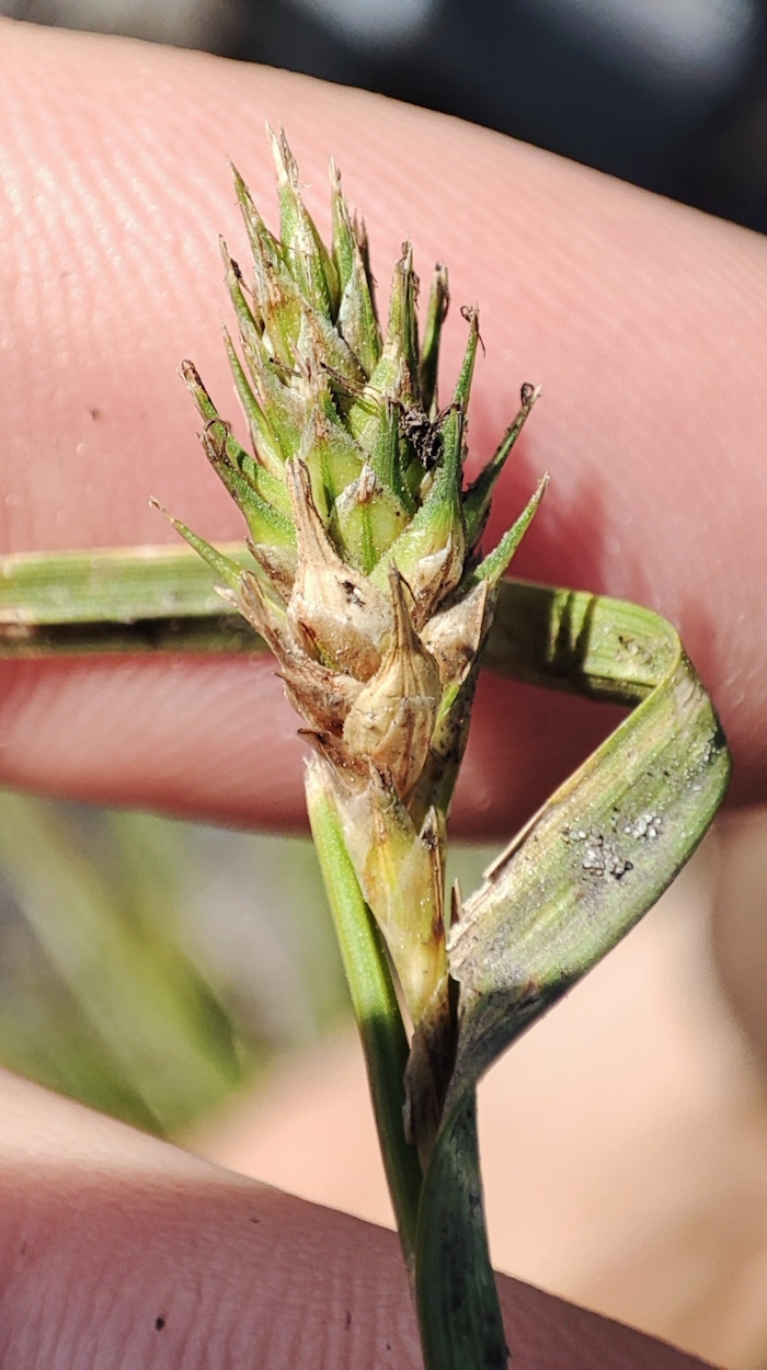Image of Carex secalina specimen.