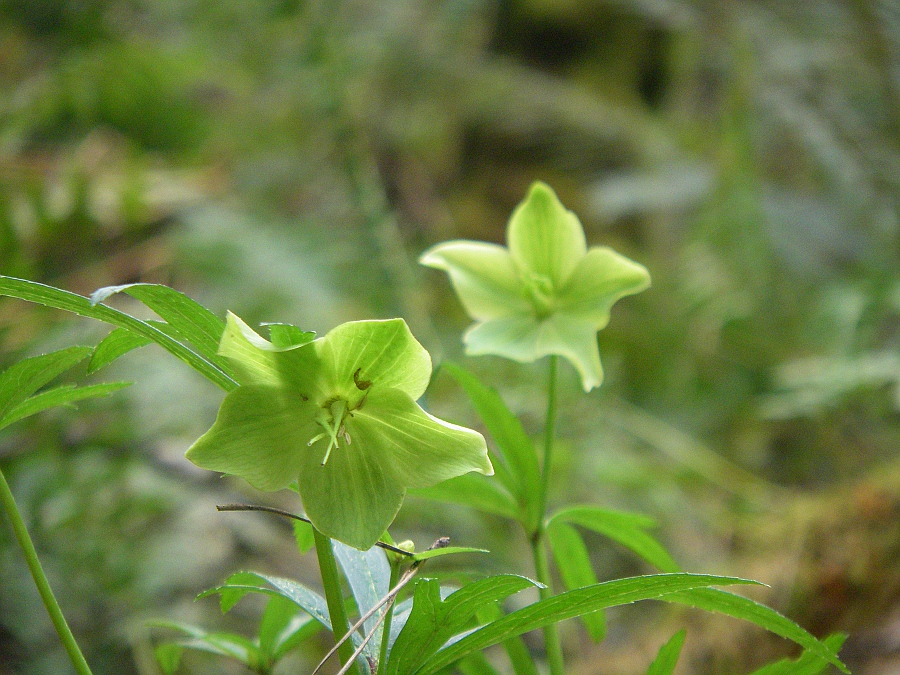 Изображение особи Helleborus viridis.