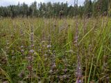 Смотреть изображение Mentha × gracilis