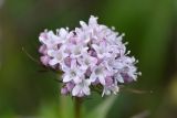 View full-size image Valeriana capitata