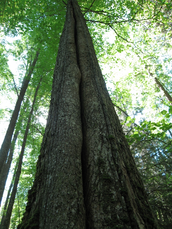 Image of Tilia cordata specimen.