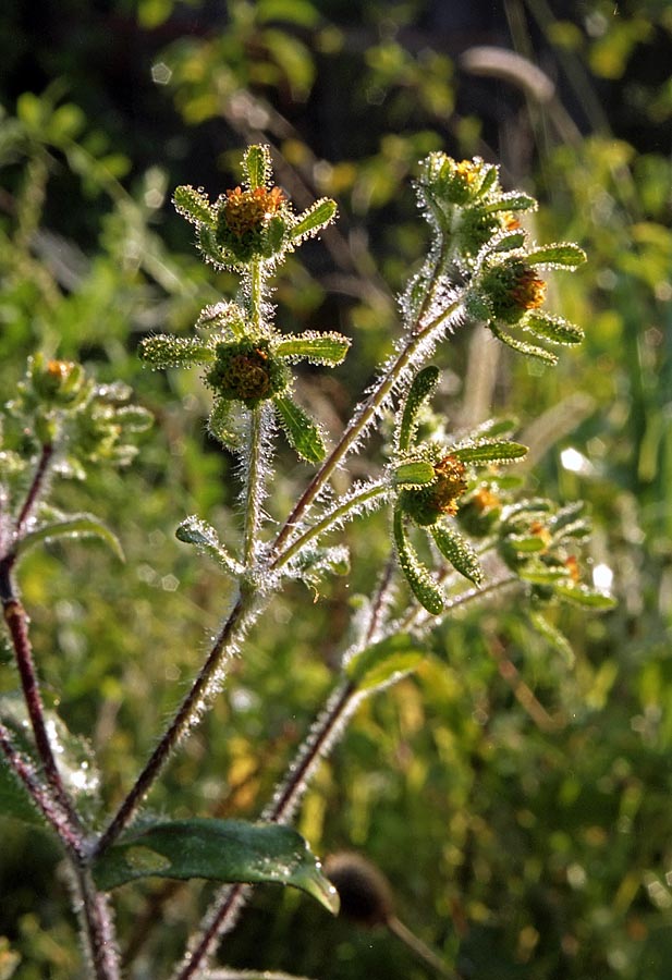 Изображение особи Sigesbeckia orientalis.