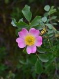 View full-size image genus Rosa