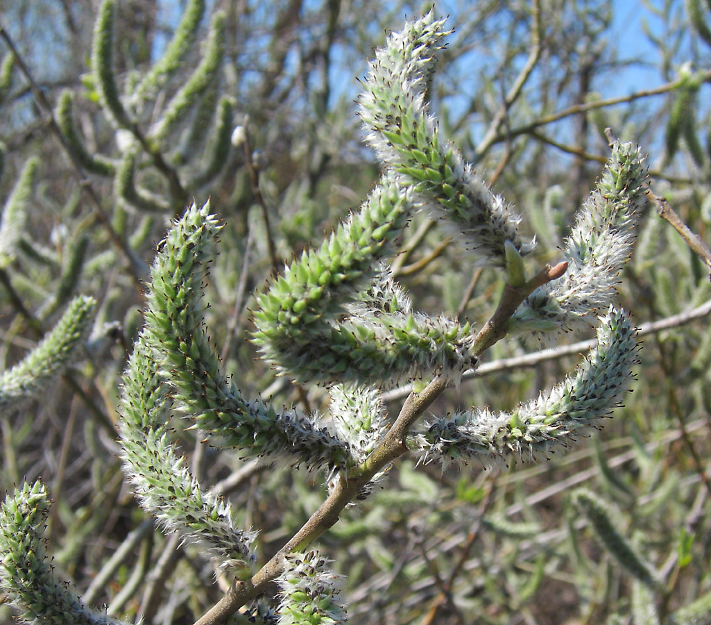 Изображение особи Salix cinerea.