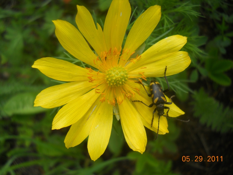 Image of Adonis vernalis specimen.