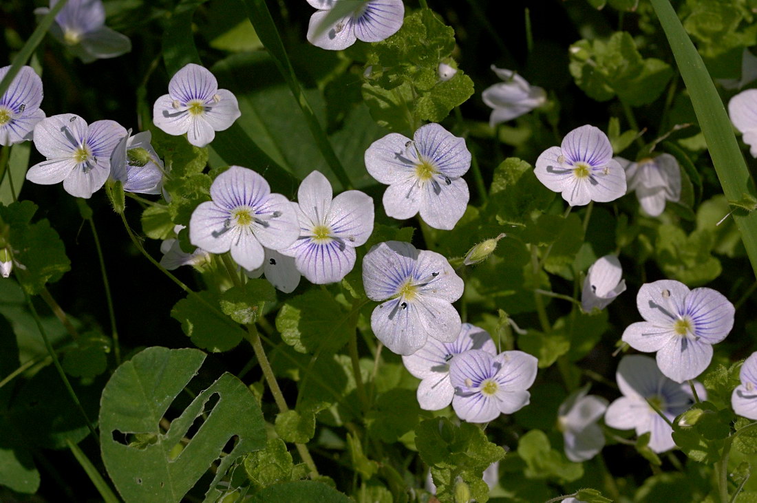 Image of Veronica filiformis specimen.