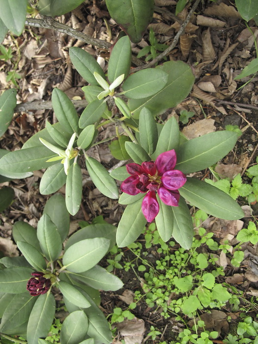 Image of Rhododendron catawbiense specimen.