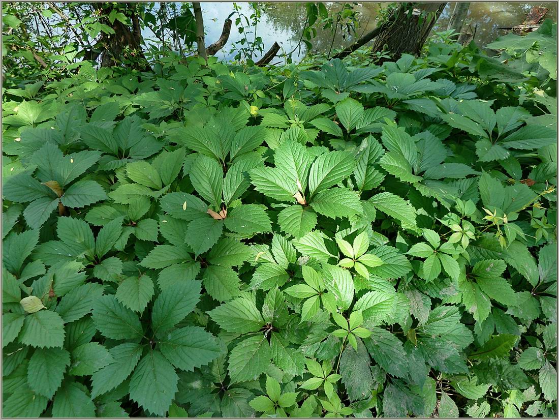 Изображение особи Parthenocissus quinquefolia.