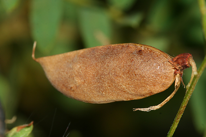 Image of Vicia cassubica specimen.