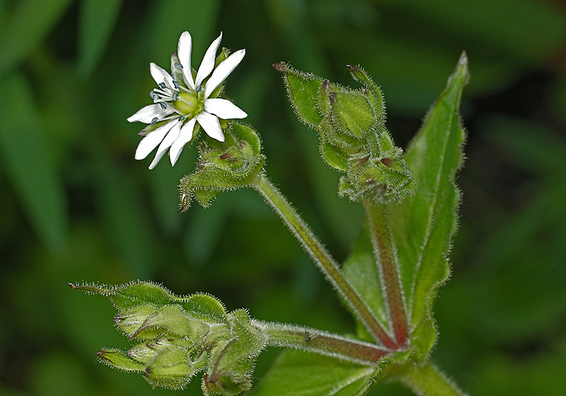 Image of Myosoton aquaticum specimen.