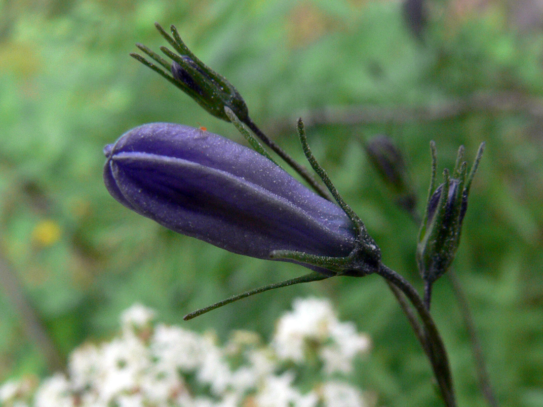 Image of Campanula rotundifolia specimen.