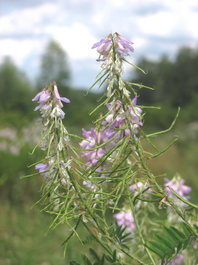 Image of Galega officinalis specimen.