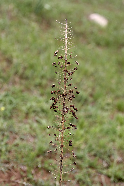 Изображение особи род Eremurus.