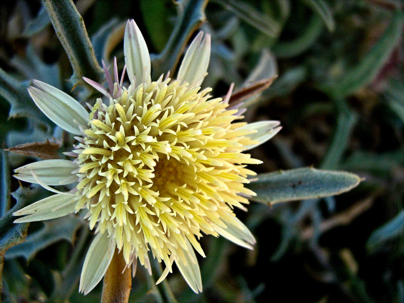 Image of Atractylis carduus specimen.