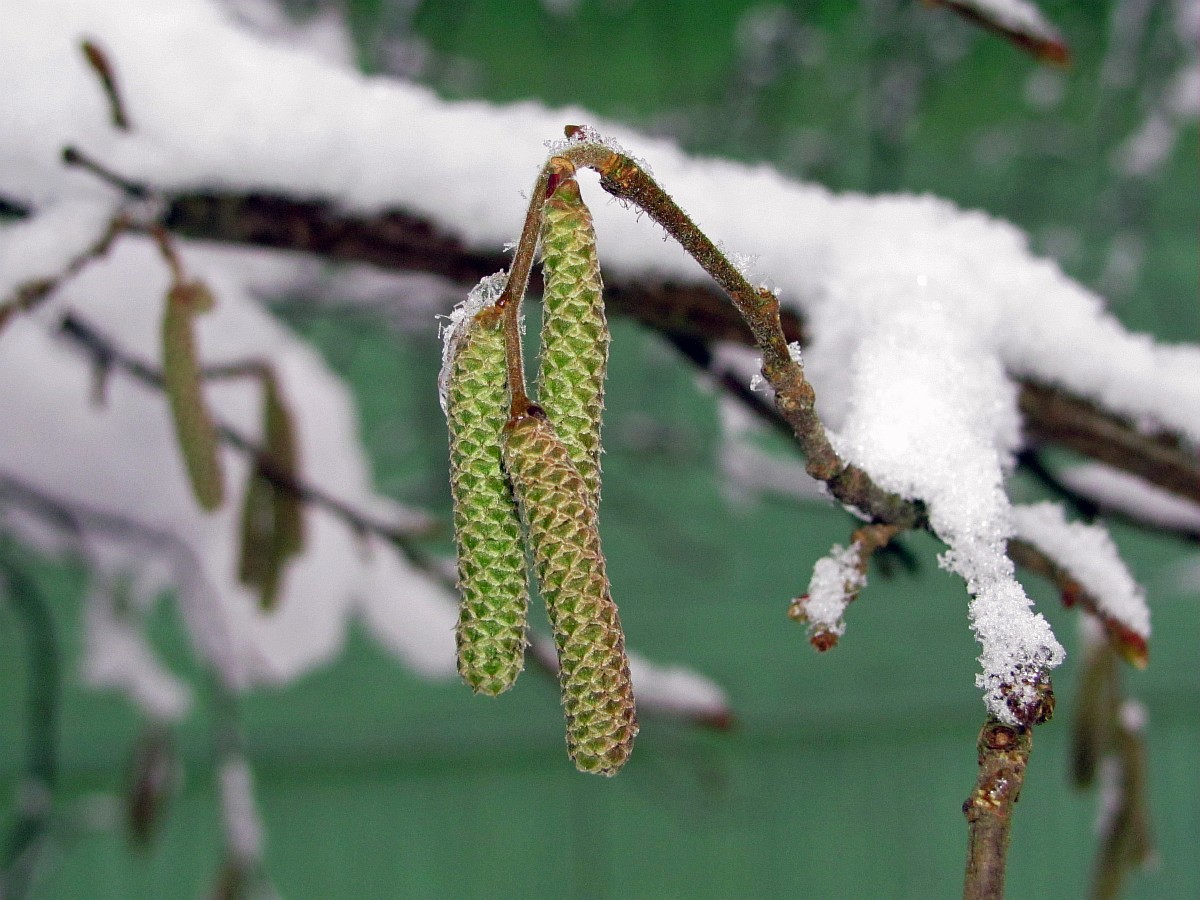 Image of Corylus avellana specimen.