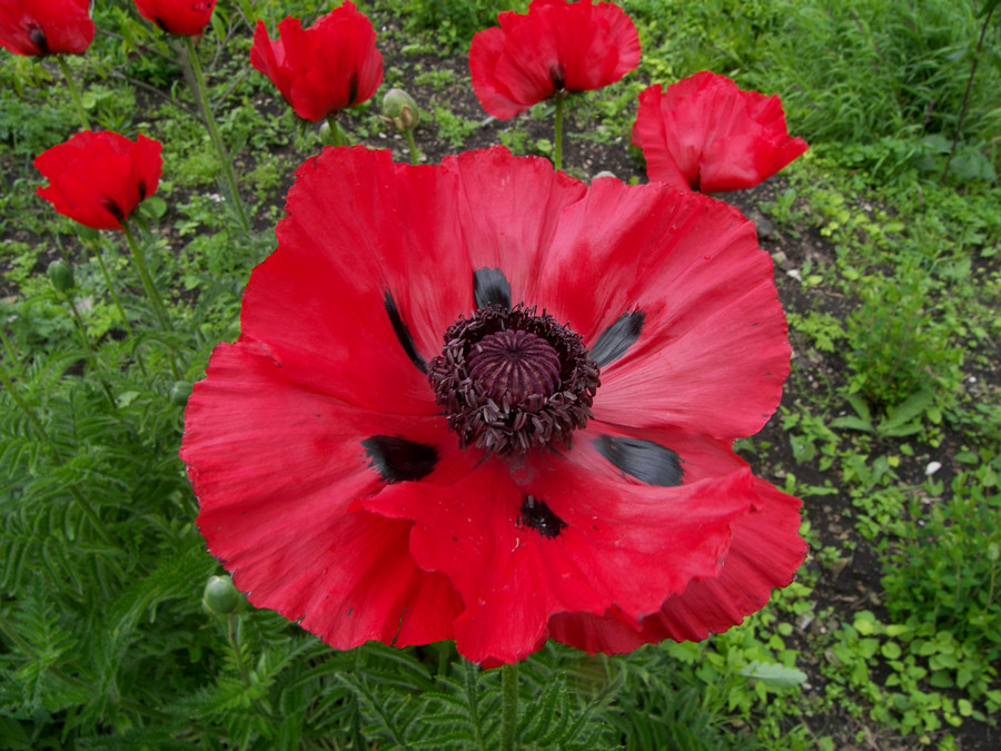 Image of Papaver bracteatum specimen.