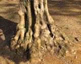 Olea europaea. Основание ствола старого дерева. Израиль, Шарон, г. Герцлия, в культуре. 01.04.2012.