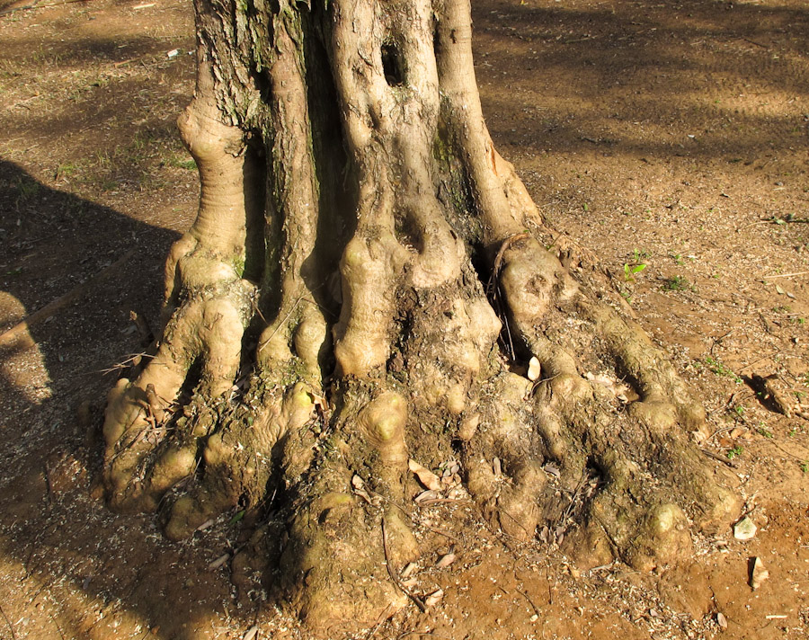 Image of Olea europaea specimen.