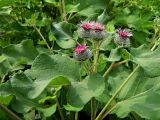 Arctium tomentosum