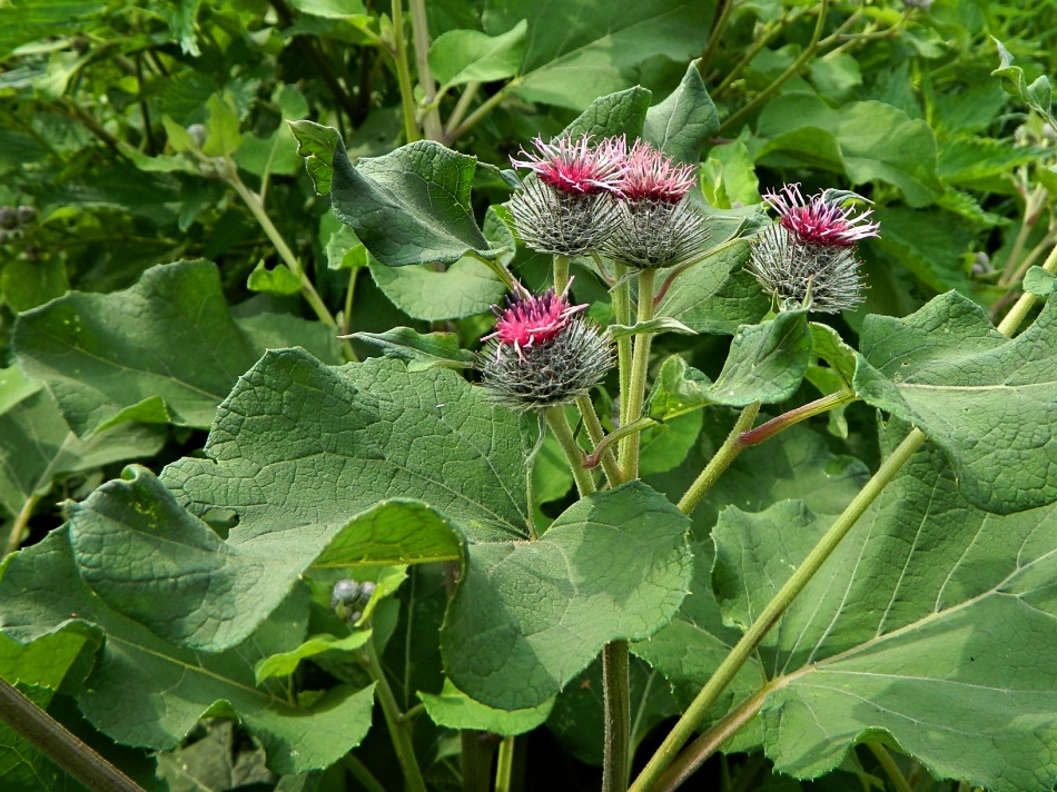 Изображение особи Arctium tomentosum.