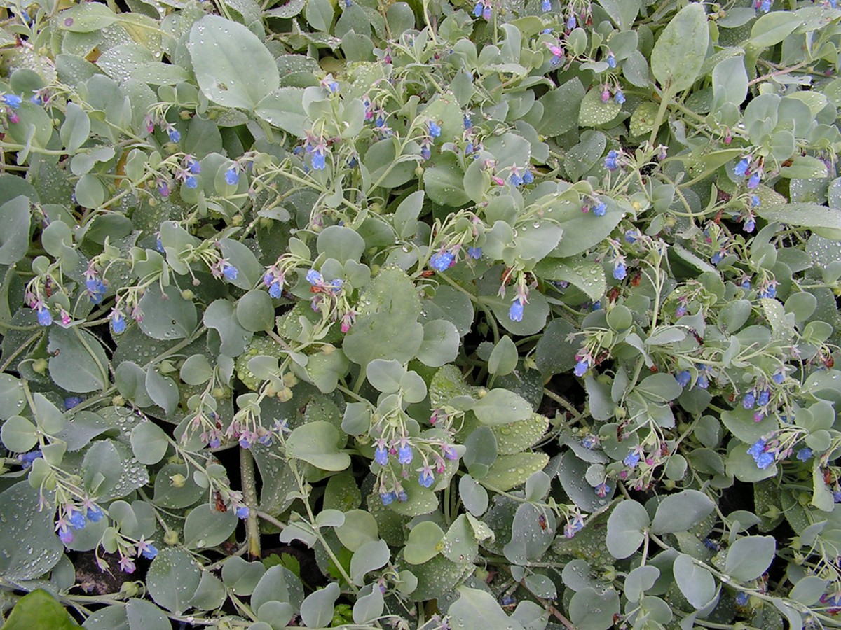 Изображение особи Mertensia maritima.