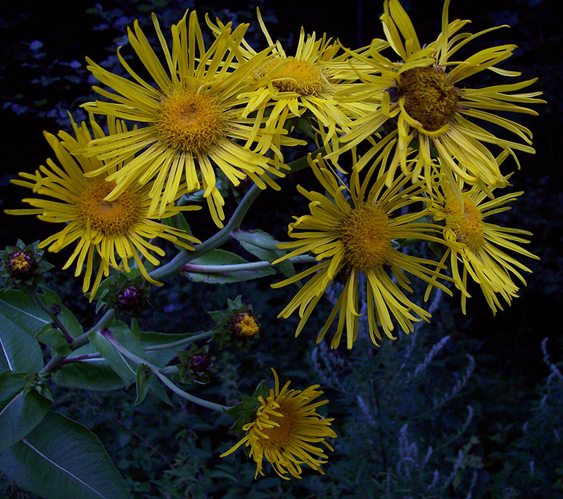 Изображение особи Inula helenium.