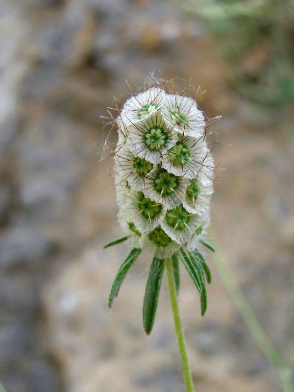 Image of Lomelosia micrantha specimen.