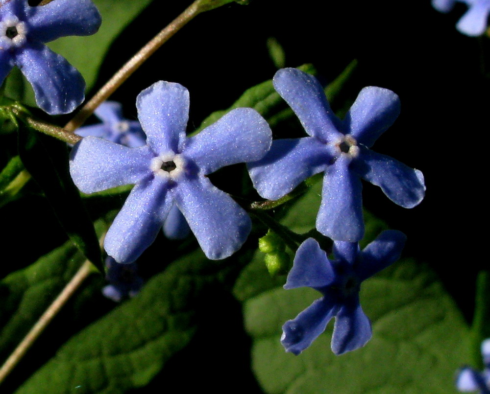 Image of Brunnera sibirica specimen.