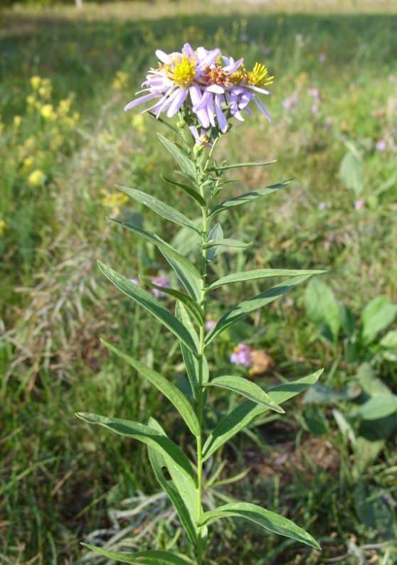 Image of Galatella dracunculoides specimen.