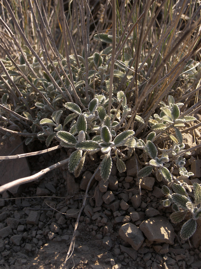 Image of Marrubium parviflorum specimen.