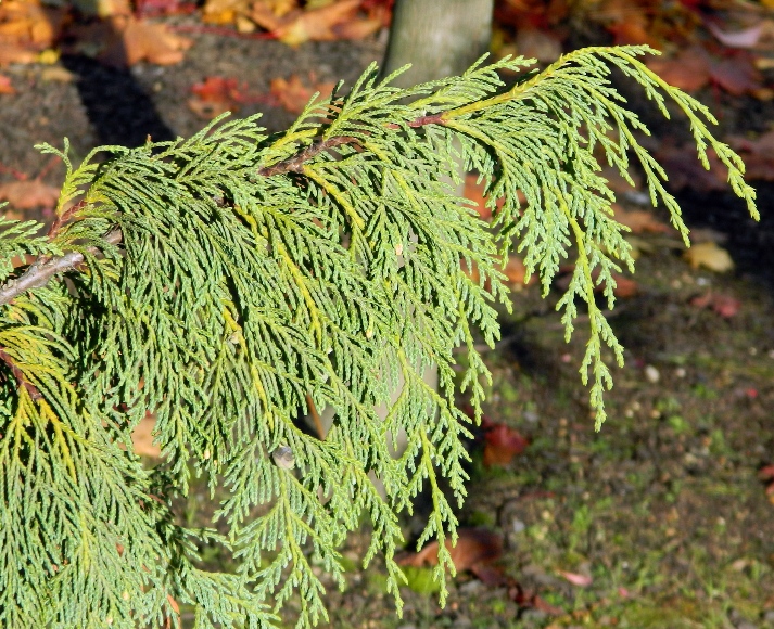 Image of Chamaecyparis nootkatensis specimen.