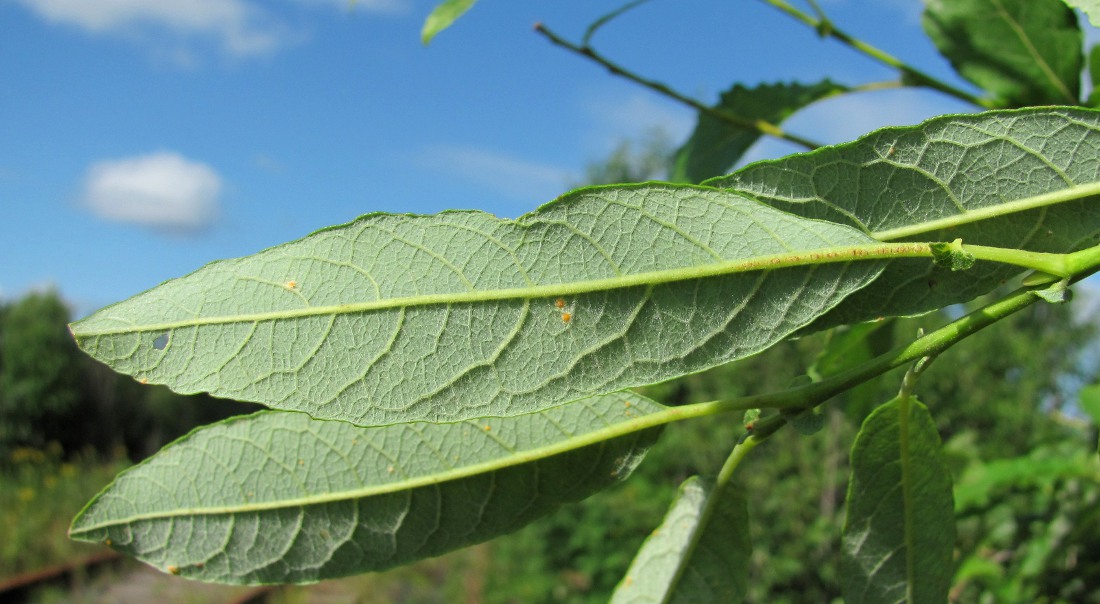 Image of Salix caprea specimen.