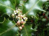 genus Ilex. Соцветие. Крым, Ялта. 03.05.2009.