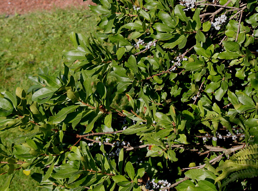 Image of Myrica pensylvanica specimen.