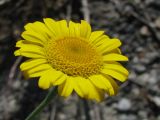 Anthemis tinctoria. Соцветие. Украина, Крым, возле Ялты. 02.06.2009.