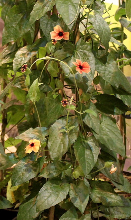 Image of Thunbergia alata specimen.