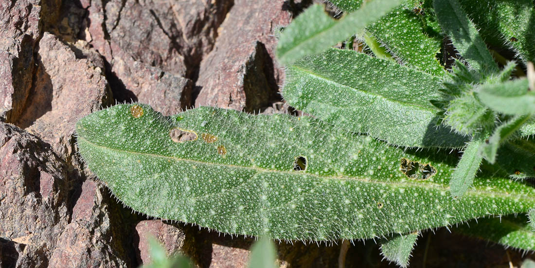 Image of Echium rauwolfii specimen.