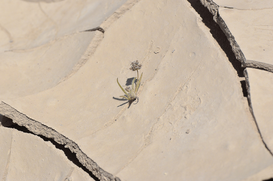 Image of Plantago ovata specimen.