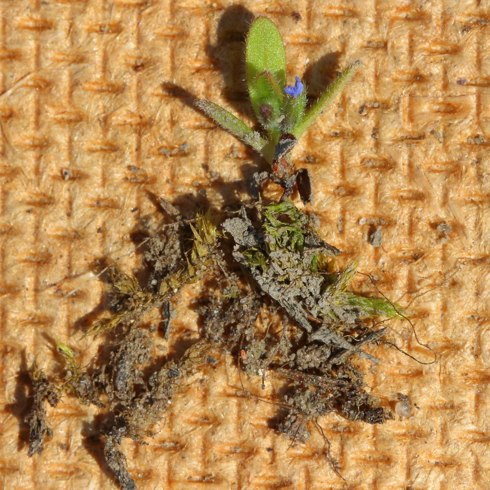 Image of Myosotis micrantha specimen.