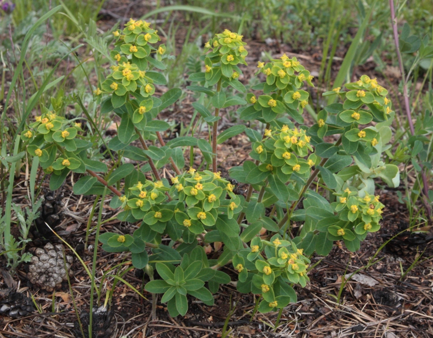 Image of Euphorbia jenisseiensis specimen.