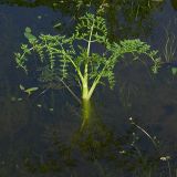 Oenanthe aquatica. Молодое растение (высота над водой 30 см, глубина водоёма 10-15 см). Киев, Святошинские рыборазводные пруды. 6 июня 2009 г.