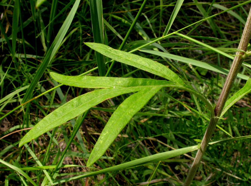 Image of Artemisia argyi specimen.