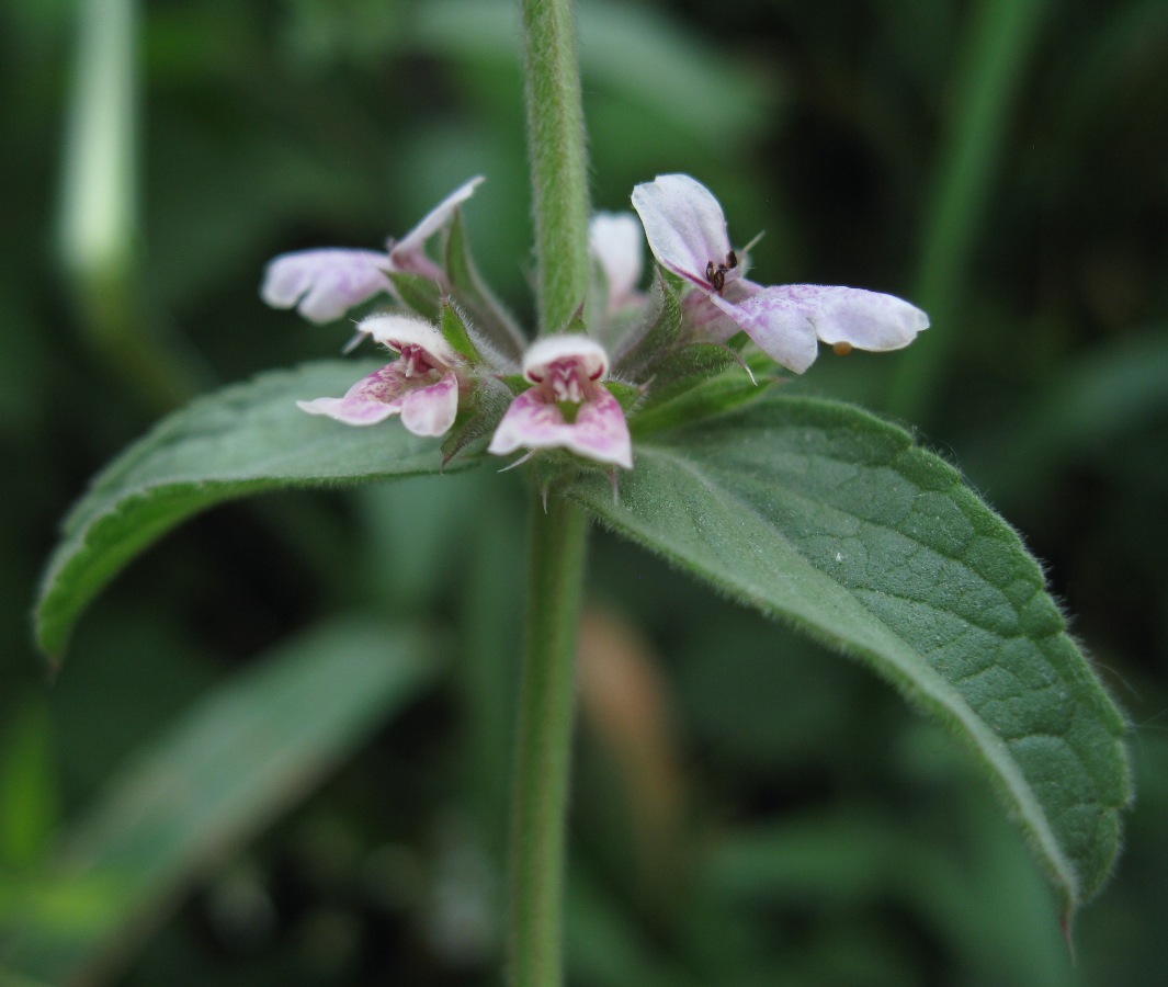 Изображение особи Stachys setifera.