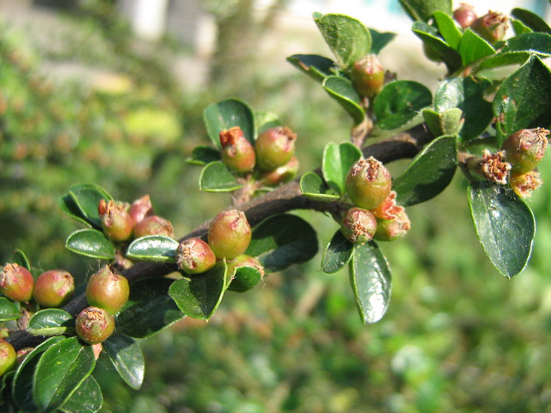 Изображение особи Cotoneaster horizontalis.